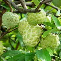 Green Custard Apple Grafted Tree