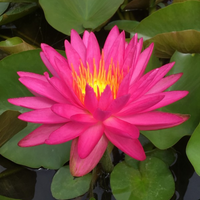 Pink Silk Waterlily
