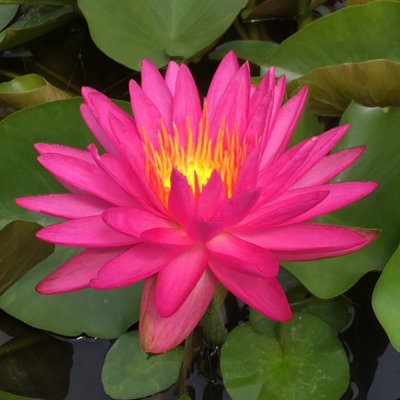 Pink Silk Waterlily
