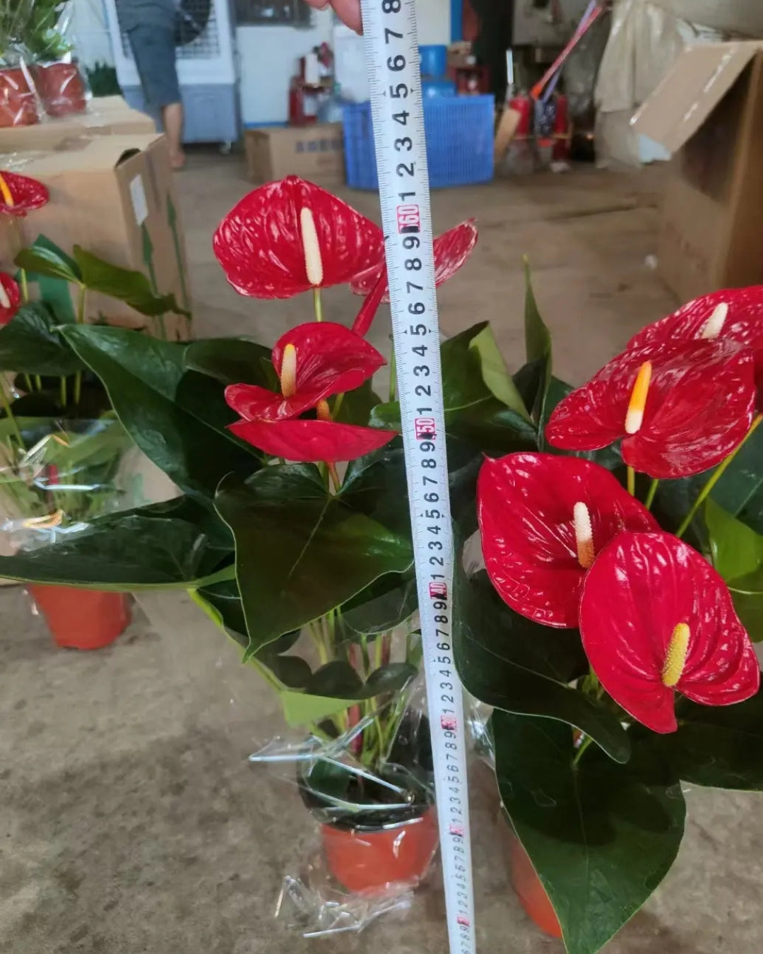 Anthurium Red Flowering Plant Holland Imported Variety with Flowers