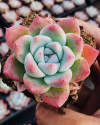 Echeveria "Alba Beauty"(Bare Rooted)