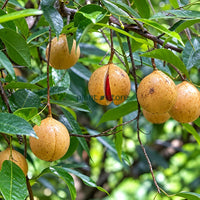 Jaiphal (Nutmeg) Masala Plant