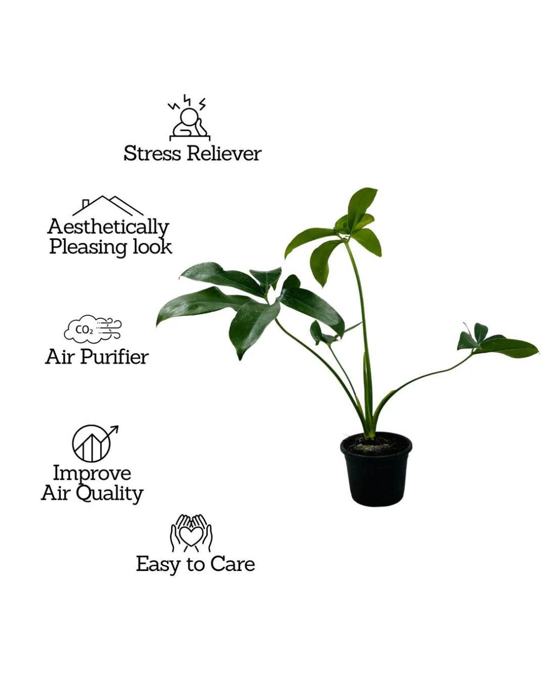 Philodendron Goeldii - plant store® 
