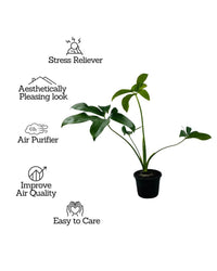 Philodendron Goeldii - plant store® 