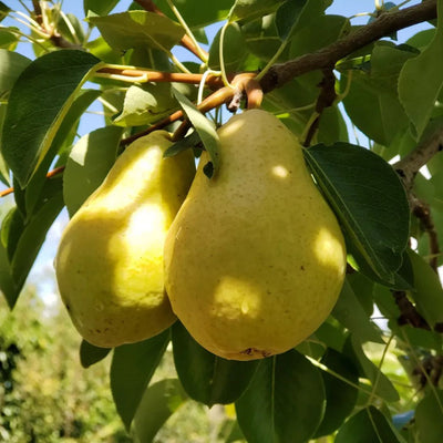 Pear (Babugosha) Grafted Tree