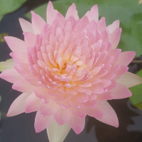 Anaporn Hardy Waterlily