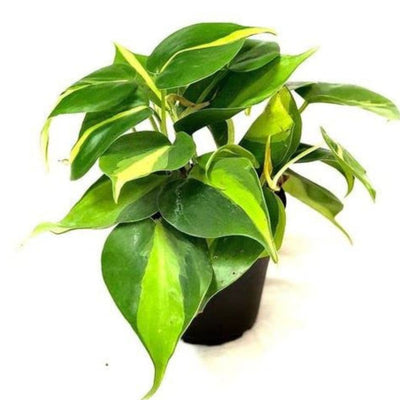 Philodendron Oxycardium Variegated
