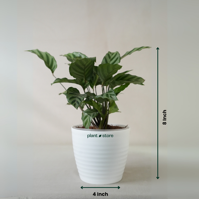 Calathea Freddie