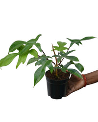 Philodendron Florida Ghost - plant store® 