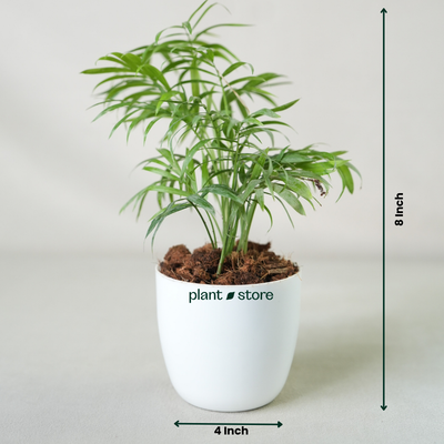 Chamaedorea Palm or Table Palm or Parlour Palm