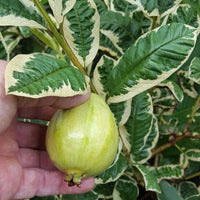 Variegated Guava Grafted Plant