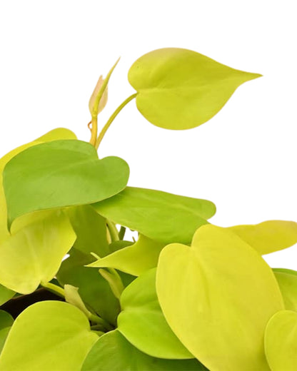 Philodendron Oxycardium Golden