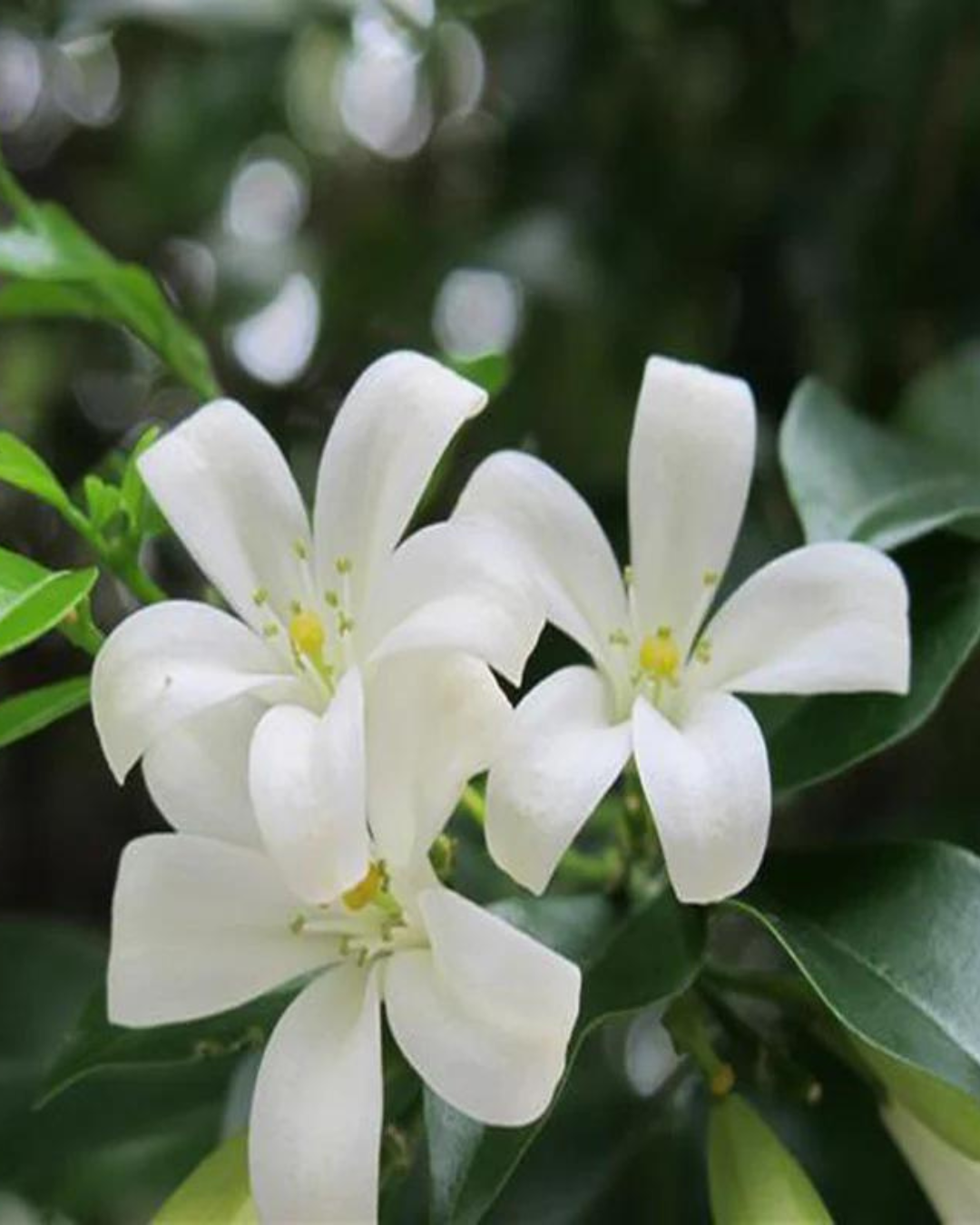 Madhu kamini Muraya (Satin Wood) - Scented Flowering Plant - plant store® 