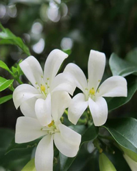 Madhu kamini Muraya (Satin Wood) - Scented Flowering Plant - plant store® 