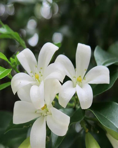 Madhu kamini Muraya (Satin Wood) - Scented Flowering Plant