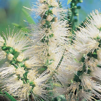 Bottle Brush Flower