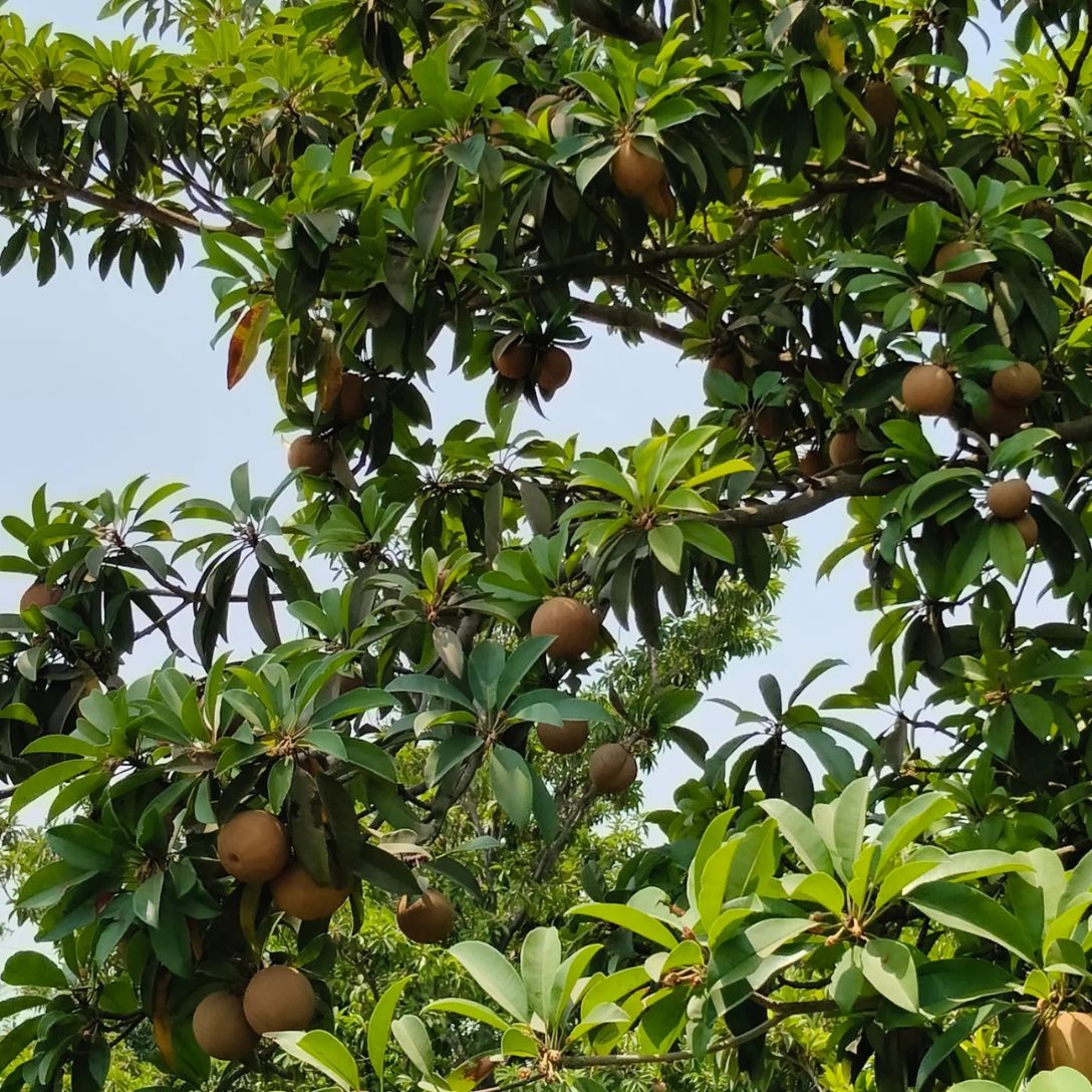 PKM Chiku Grafted Tree