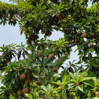 PKM Chiku Grafted Tree