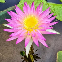 Bi-colour waterlily combo