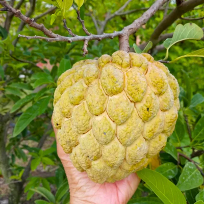 Golden Custard Apple Grafted Tree