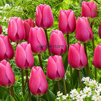 Dutch Tulip Big Love Flowering Bulbs (Netherland Imported)