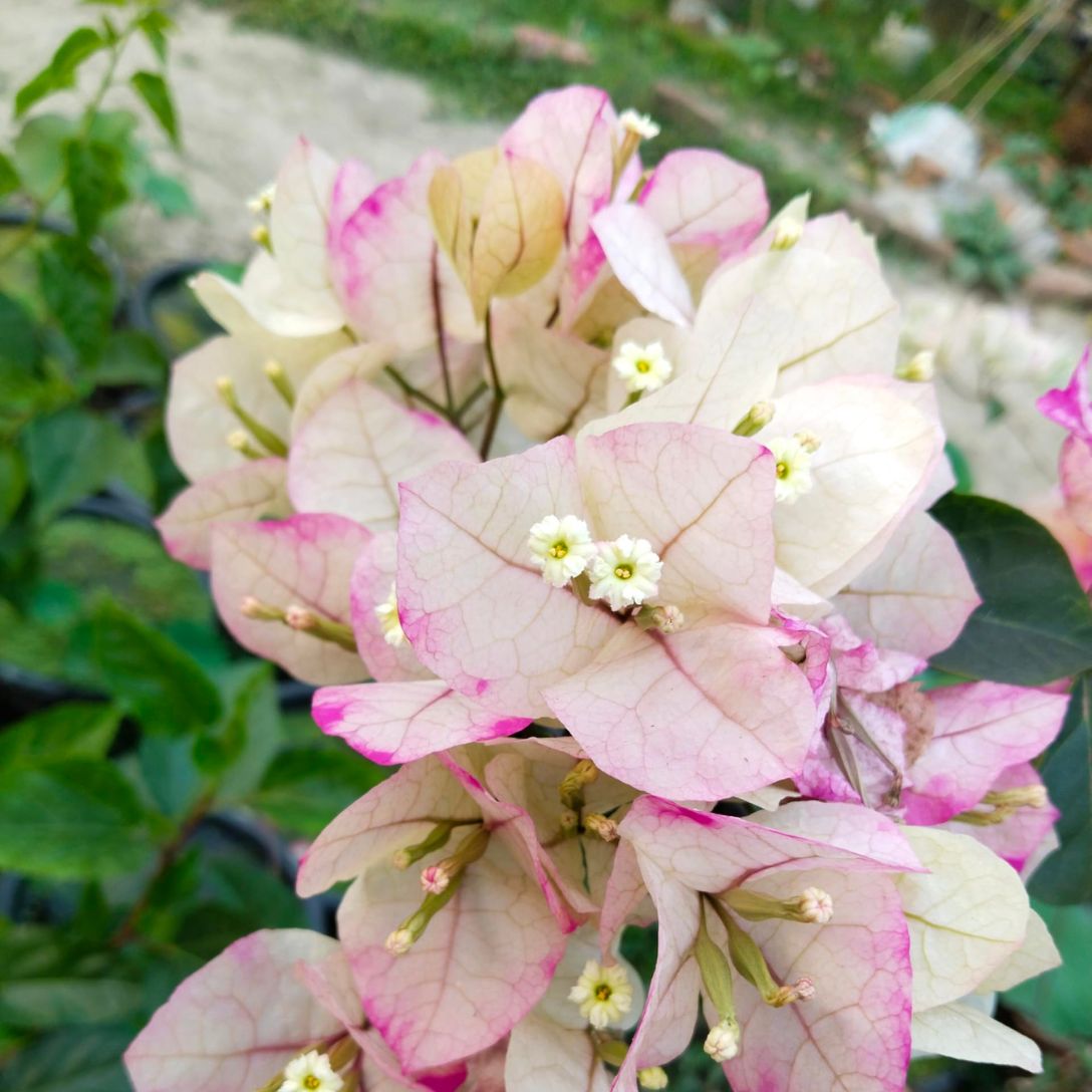 Chitra Splash Grafted Bougainvillea Plant