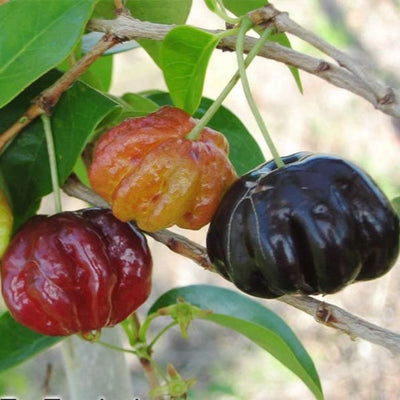 Black Surinam Cherry Grafted Plant