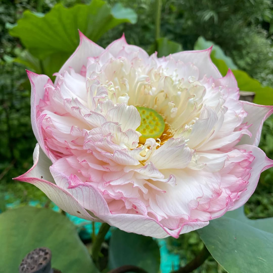 Akhila Lotus Tuber