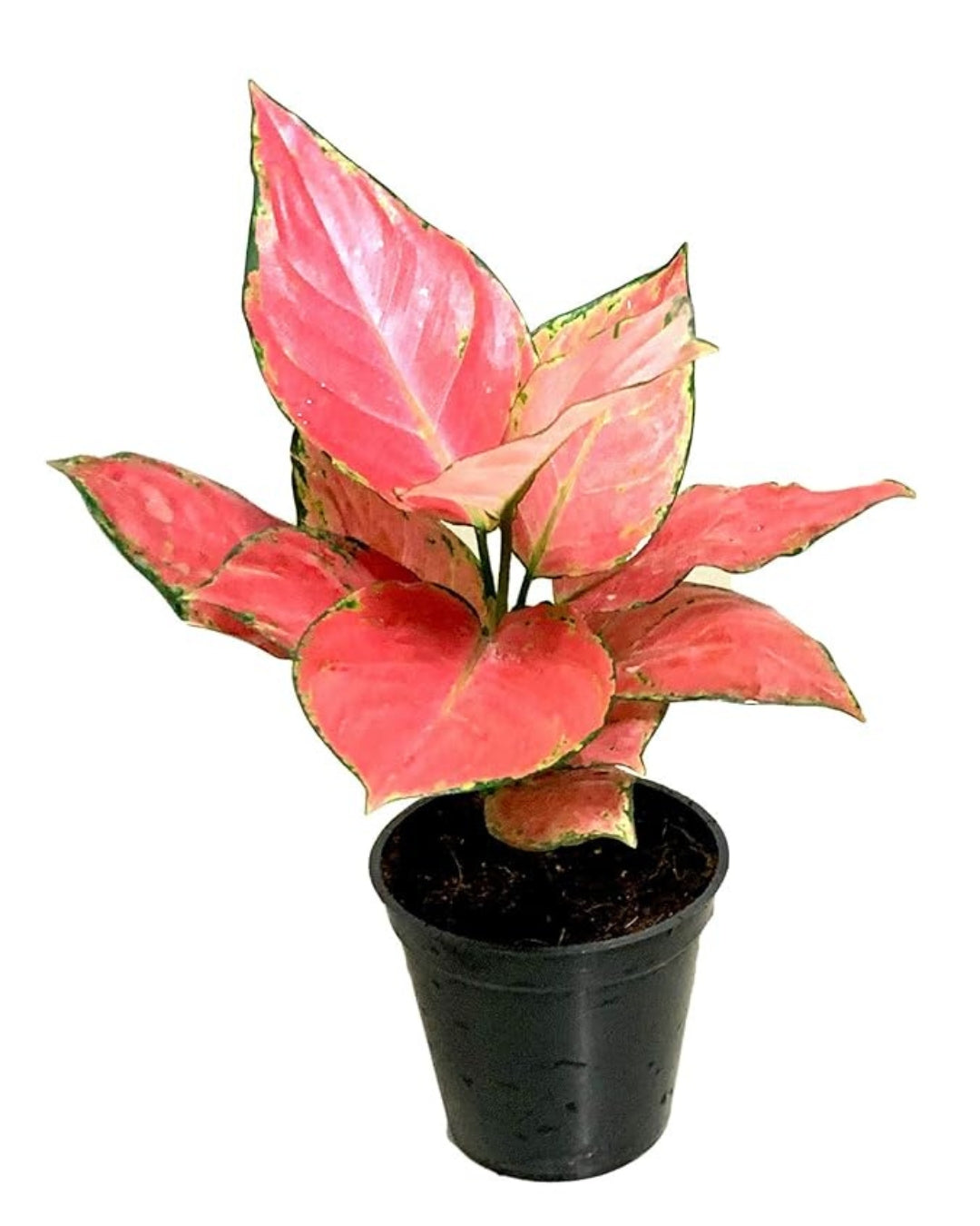 Aglaonema Pink Ruby