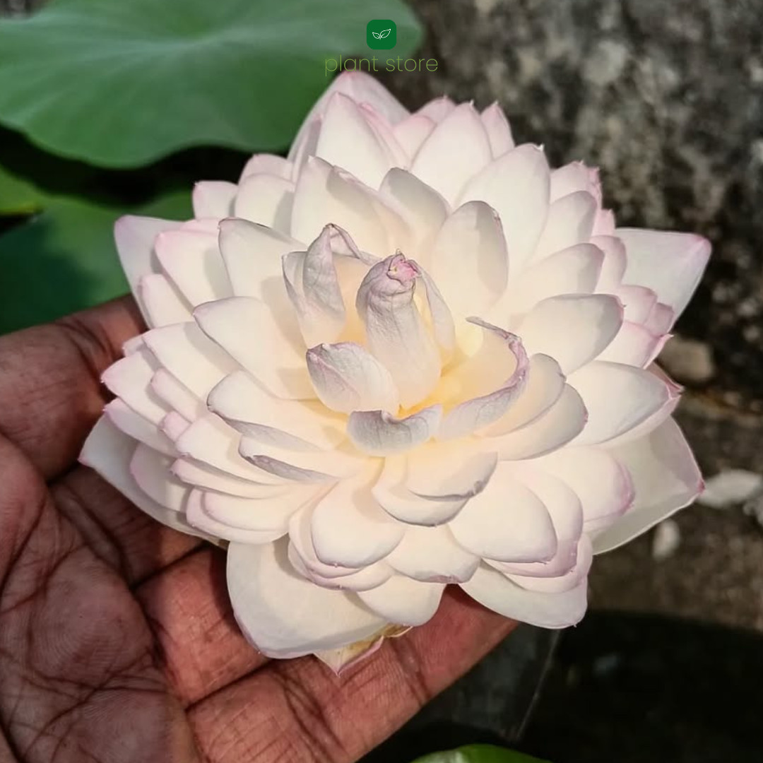 Lotus Amery Camelia Tuber - plant store® 
