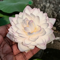 Lotus Amery Camelia Tuber - plant store® 