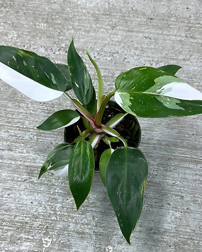 Philodendron White Princess