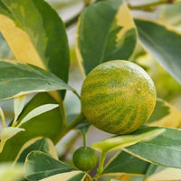 Lemon (Nimbu) Variegated Grafted Tree