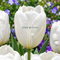 Dutch Tulip Hakuun  Flowering Bulbs (Netherland Imported)