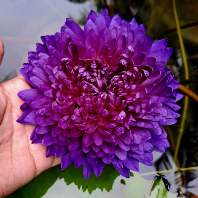 Anchan 2 Tropical Waterlily