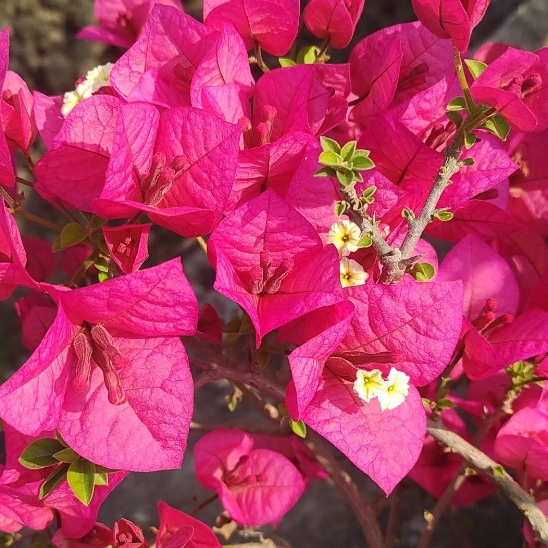 Kimpui Grafted Bougainvillea Plant