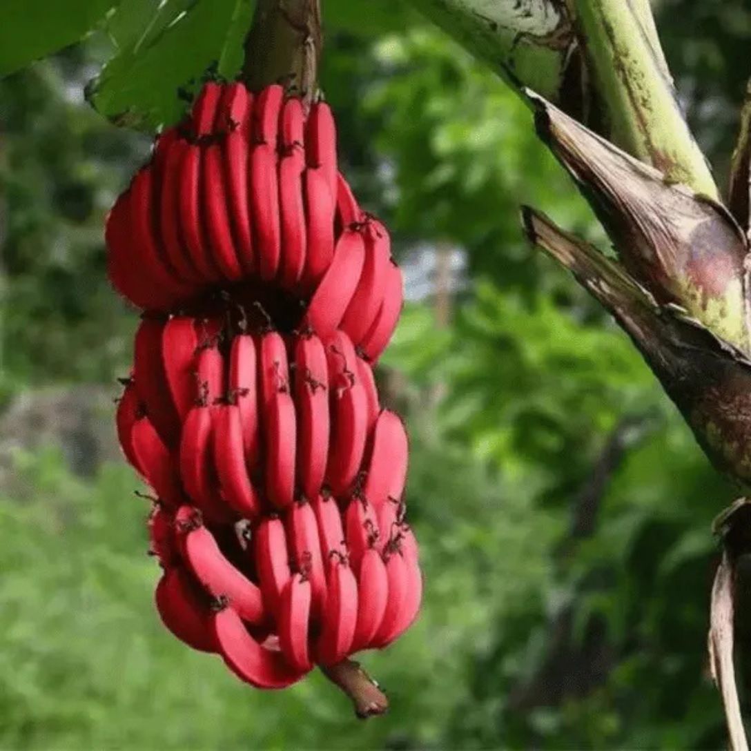 Red Banana Tree