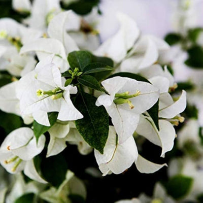 Pune White Bougainvillea