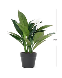 Peace Lily (Spathiphyllum) - plant store® 