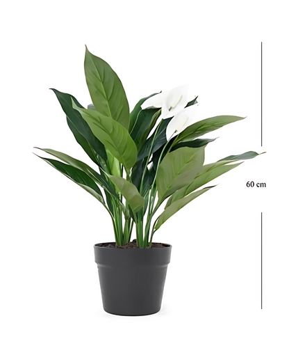 Peace Lily (Spathiphyllum)