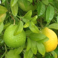 Mosambi Grafted Tree