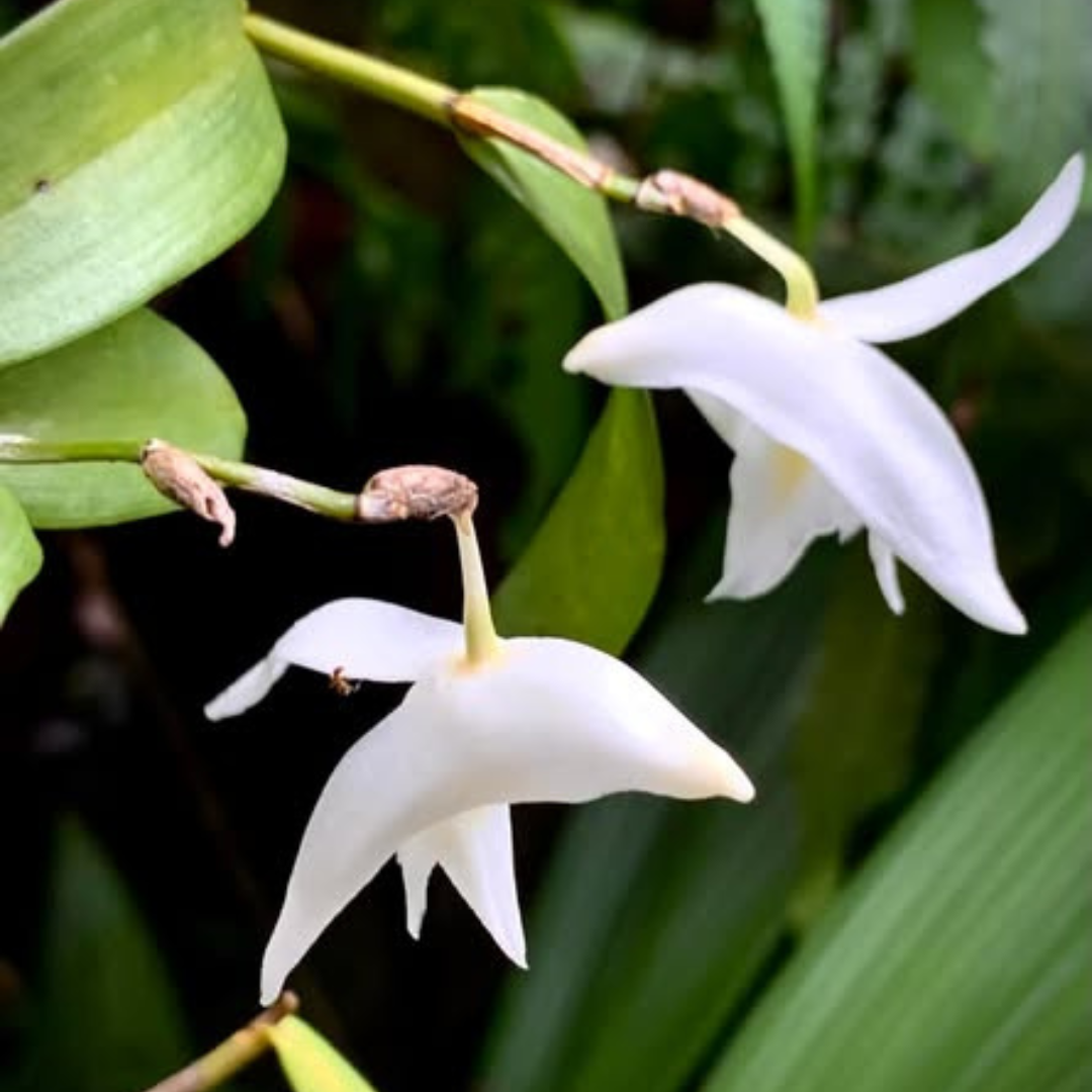 Dendrobium Pigeon (Blooming Size) Hybrid - plant store® 