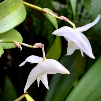 Dendrobium Pigeon (Blooming Size) Hybrid