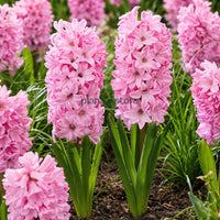 Hyacinth - Apricot Passion Flower Bulbs (Imported)
