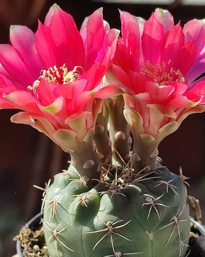 Gymnocalycium Baldianum Cactus Plant (Plant it Yourself) Bare Rooted