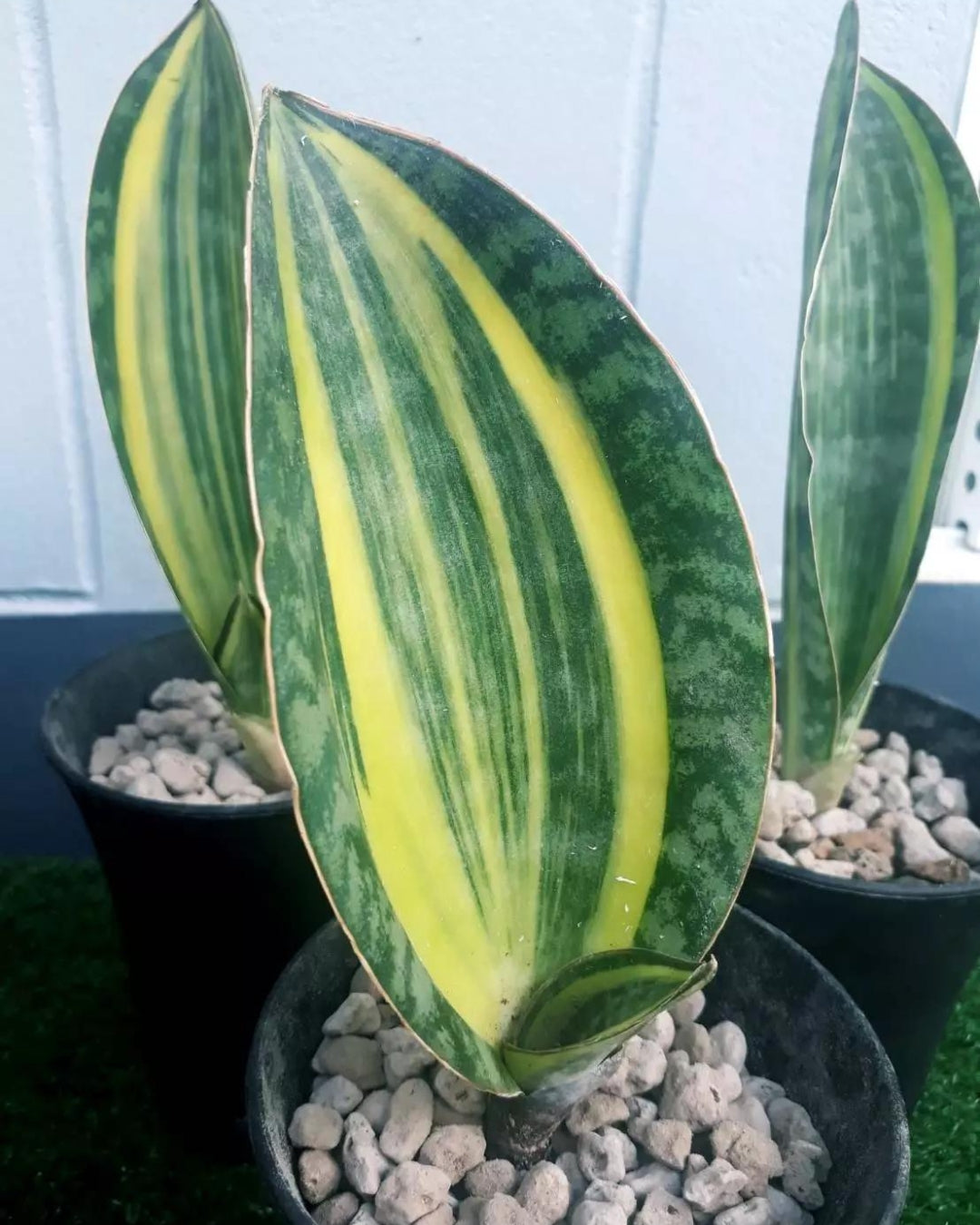 Whale Fin Variegated (Sansevieria Masoniana)