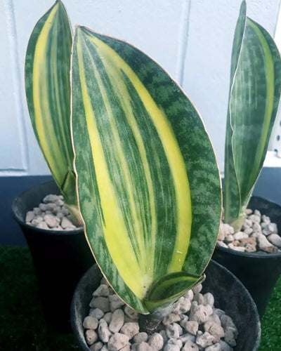 Sansevieria Masoniana Variegated (Potted)