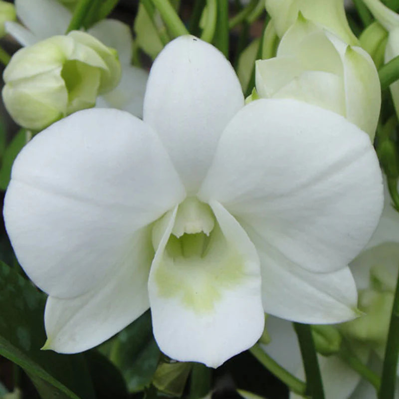Orchid - Dendrobium Big White (Blooming Size) - plant store® 