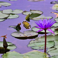 Lady Blue Australian Waterlily