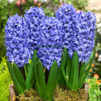 Hyacinth - Aqua Flower Bulbs (Imported)